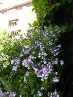 P1080494Elfenspiegel.JPG