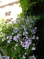 P1080494Elfenspiegel.webp