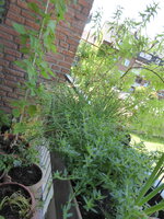 P1080497Kruterkasten.JPG