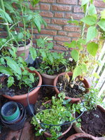 P1080498Krutertöpfe.JPG