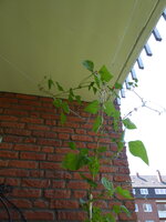 P1080499Feuerbohne.JPG