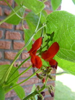 P1080500Feuerbohne.JPG