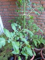 P1080501gelbe chinesische Coctailtomate.JPG