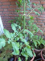 P1080501gelbe chinesische Coctailtomate.webp