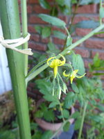 P1080502gelbe chinessiche Coctailtomate.JPG