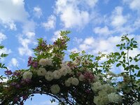 IMG_20250619_073119.jpg