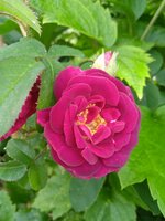 IMG_20250619_073255.jpg