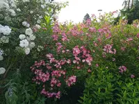 IMG_20250619_073352.jpg