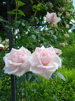 IMG_20250619_073522_1.jpg