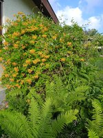 IMG_20250619_074716_1.jpg