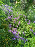IMG_20250619_074805_1.jpg