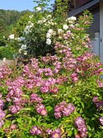 IMG_20250619_080315_1.jpg