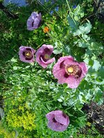 IMG_20250619_083037.jpg