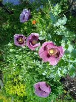 IMG_20250619_083037.jpg