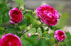 _MG_9570.webp