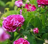 _MG_9568.JPG