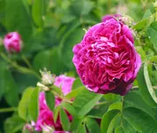 _MG_9567.webp