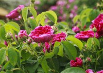 _MG_9553.JPG