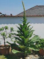 IMG_20250618_124721.jpg