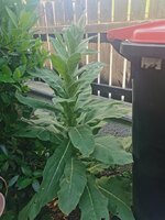 IMG_20250619_094722.jpg