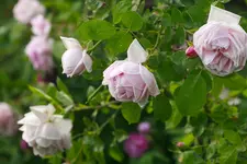 _MG_9770.webp