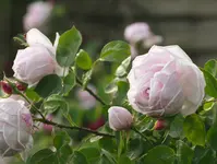 _MG_9769.webp