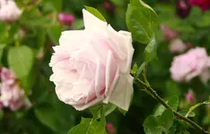 _MG_9519.webp