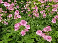 IMG_20250609_144608.webp