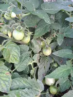 1000032276.webp