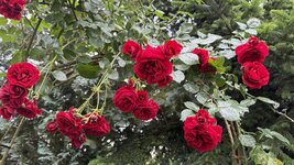 IMG_4680.jpeg