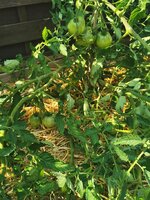 IMG_20250619_160743.jpg