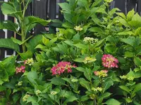 IMG_20250619_180832.webp