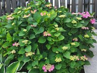 IMG_20250619_180846.jpg