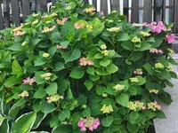 IMG_20250619_180846.webp