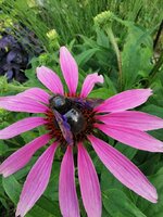 IMG_20250619_180658.jpg