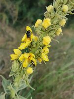IMG_20250619_164614.jpg