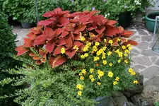 Einjährige      0222.webp
