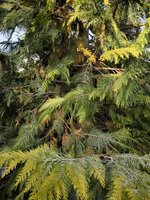 IMG_20250616_183743.jpg