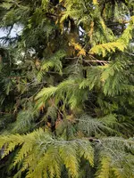 IMG_20250616_183743.webp