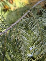 IMG_20250617_162010.jpg