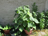 Physalis 20.06.25.JPG
