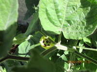 Physalis 20.06.25 Blüte.JPG