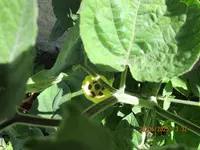 Physalis 20.06.25 Blüte.webp