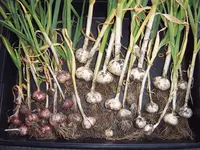 Knoblauch 16.06.25.webp