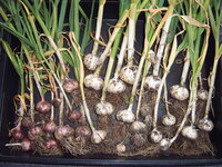 Knoblauch 16.06.25.JPG