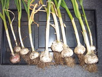 Knoblauch 20.06.25.JPG