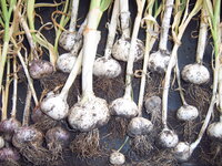 Knoblauch Vergleich.JPG