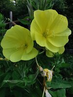 IMG_20250618_074548.jpg