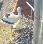 Screenshot_20250621_094752_Samsung Internet.webp