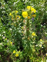 IMG_20250620_101509~2.jpg